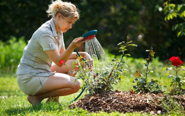 maintain-a-garden
